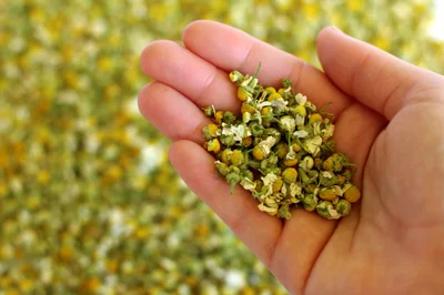 Kamilica i njezina ljekovita svojstva