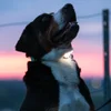 THE ULTIMATE PET SAFETI LIGHT WHITE