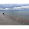 BioThane Tracking Lead 16 mm -  5 m