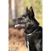 4 season Collar