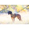 4 Season Bungee Cord