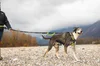 4 Season Jogging Leash