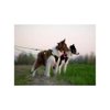 STANDARD LINE ( 2 dogs  ) green - 200 cm