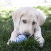 KONG igračka za pse Puppy Small