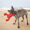 KONG igračka za pse Belly Flops Lobster Md