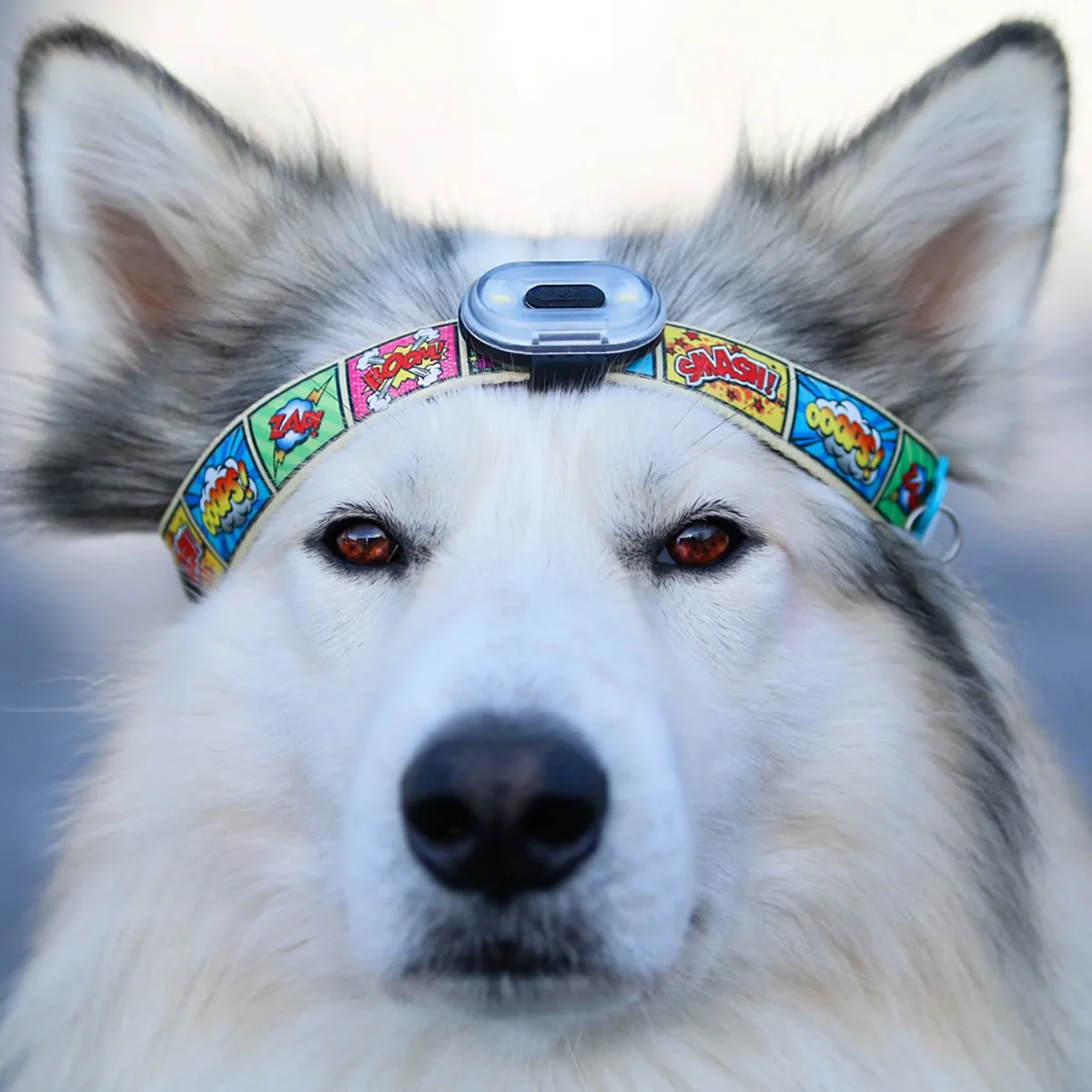 THE ULTIMATE PET SAFETY LIGHT BLACK