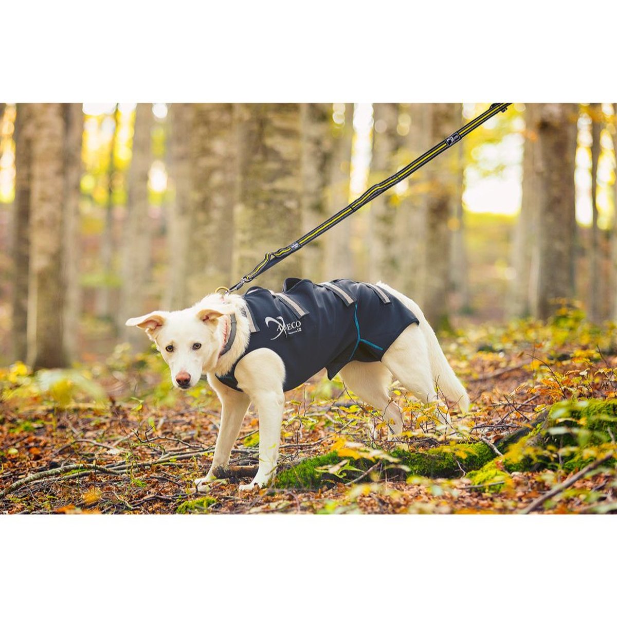 4 Season Elastic Leash