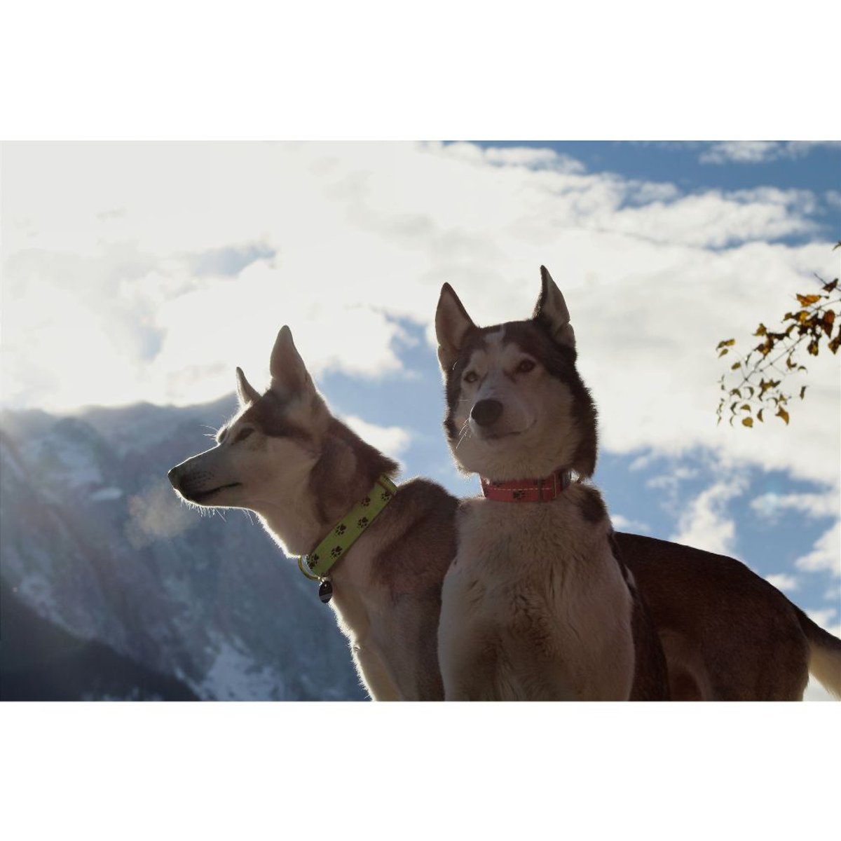 Sledddog Collar Reflex Pink
