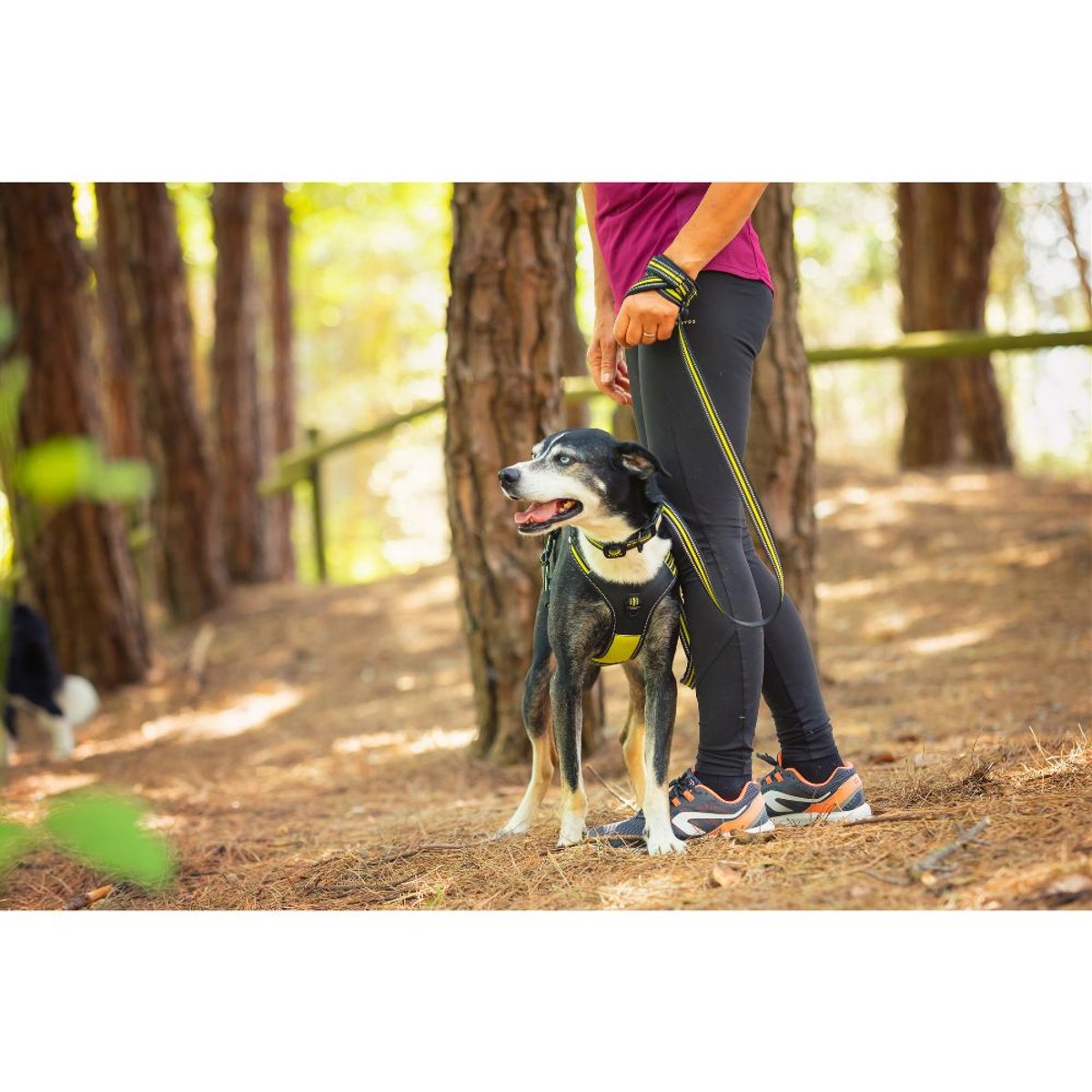 Thor Leash Connector