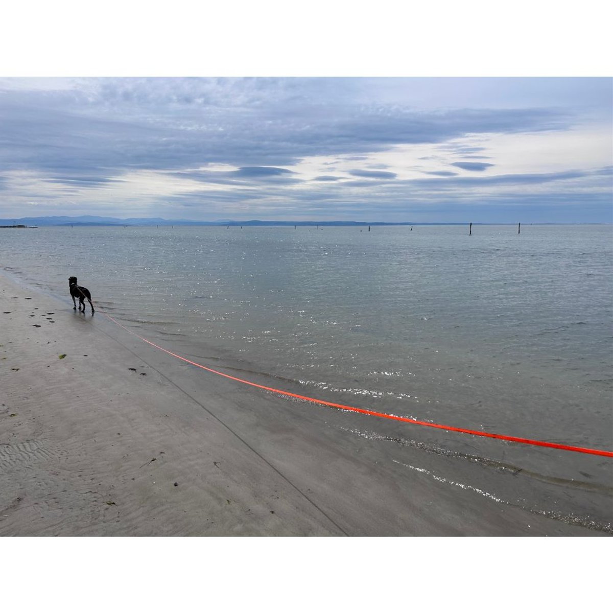 BioThane Tracking Lead 16 mm - 10 m