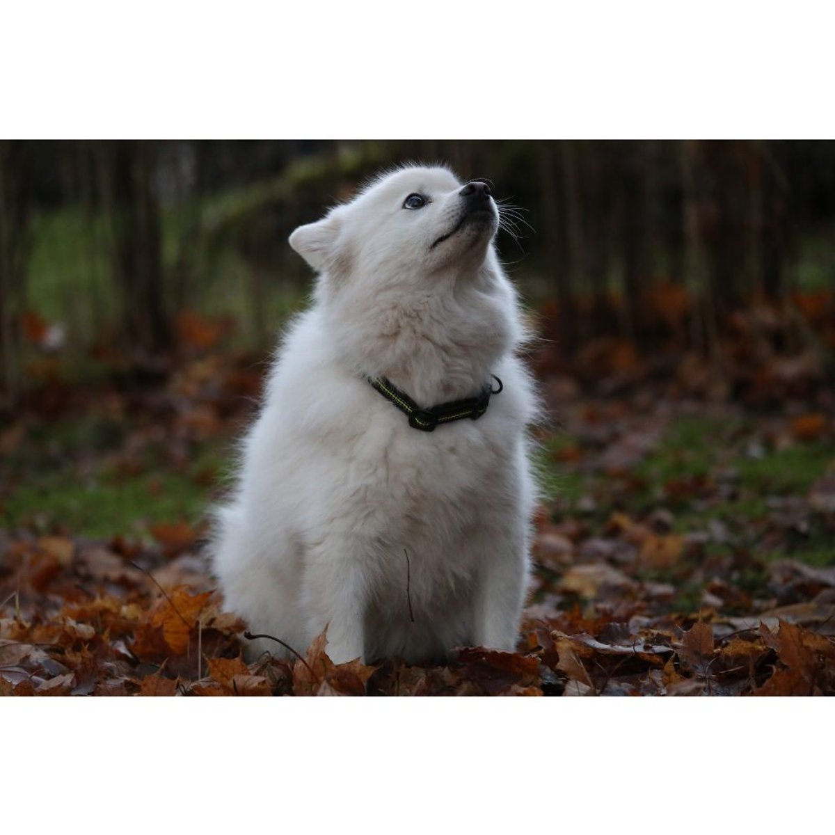4 season Collar