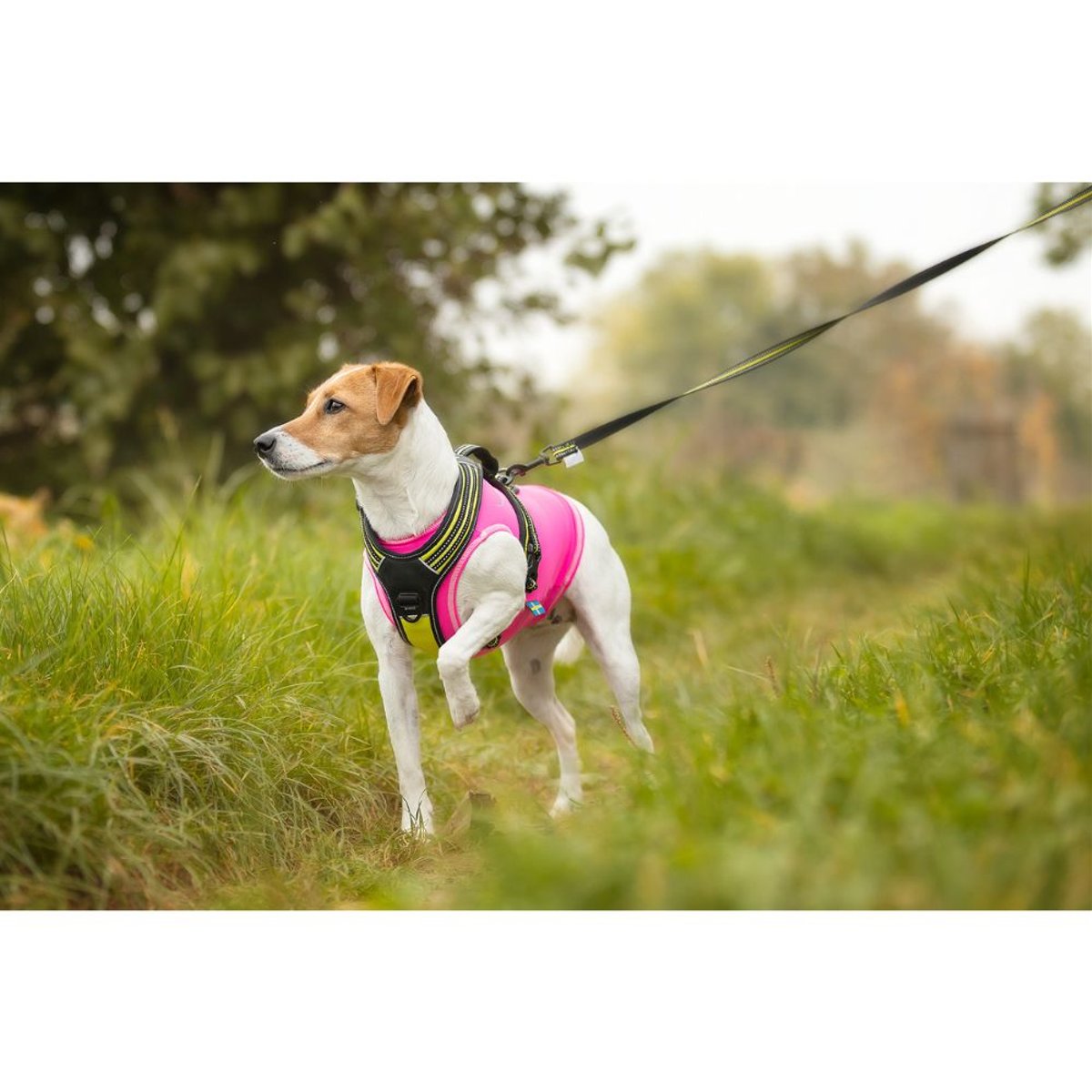 4 Season Leash