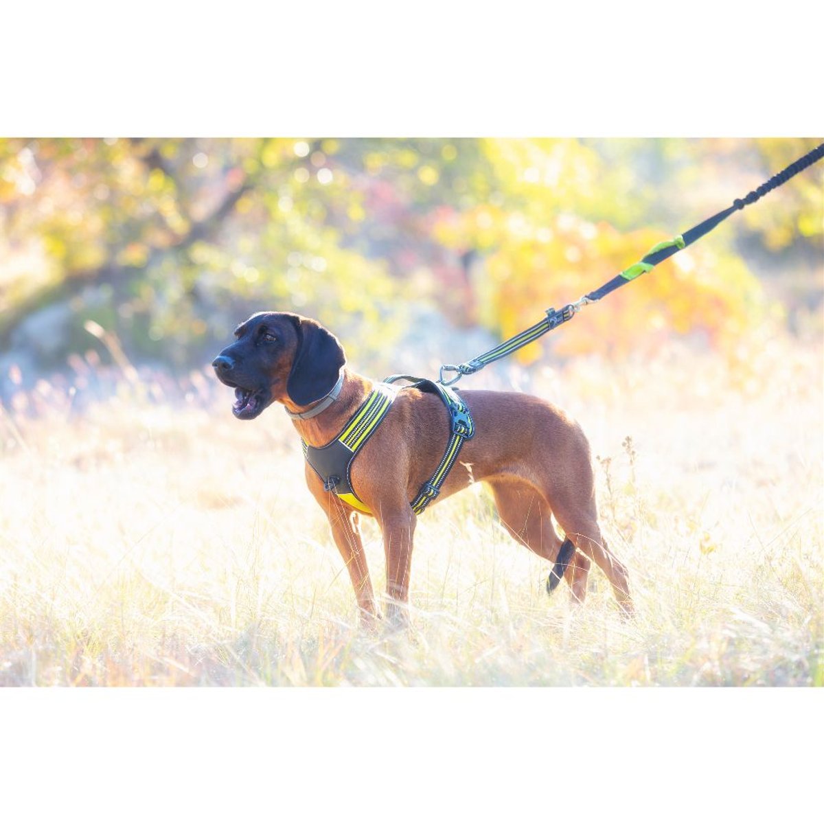 4 Season Bungee Cord