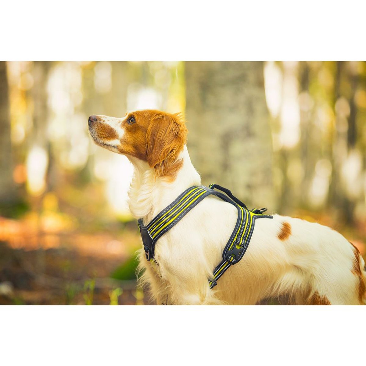 4 Season Power Harness