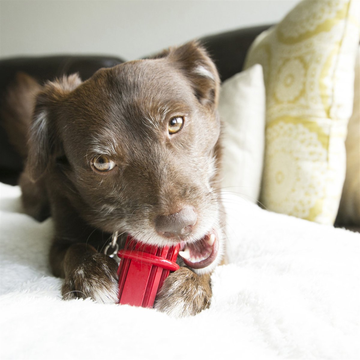 KONG DENTAL STIX