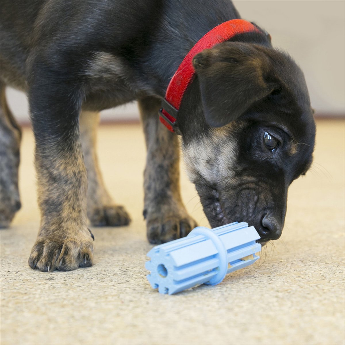 KONG igračka za pse Puppy Teething Stick