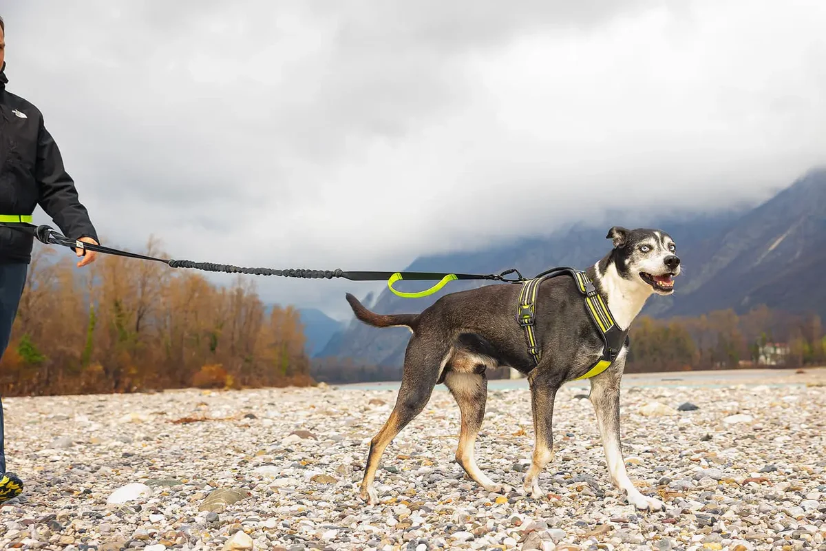 4 Season Jogging Leash