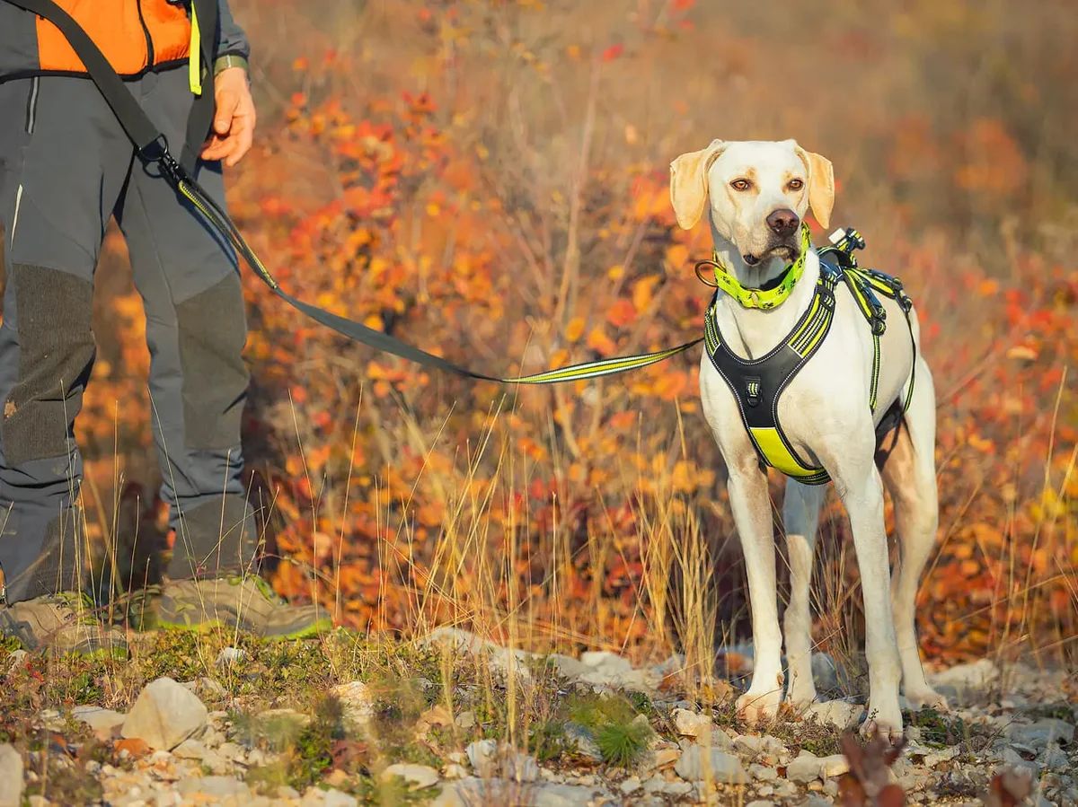 Sleddog Collar Reflex