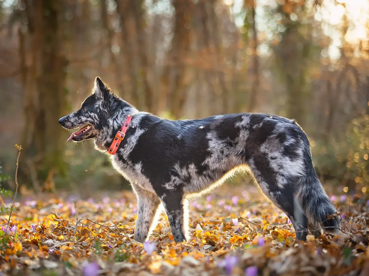 Sleddog Collar Reflex
