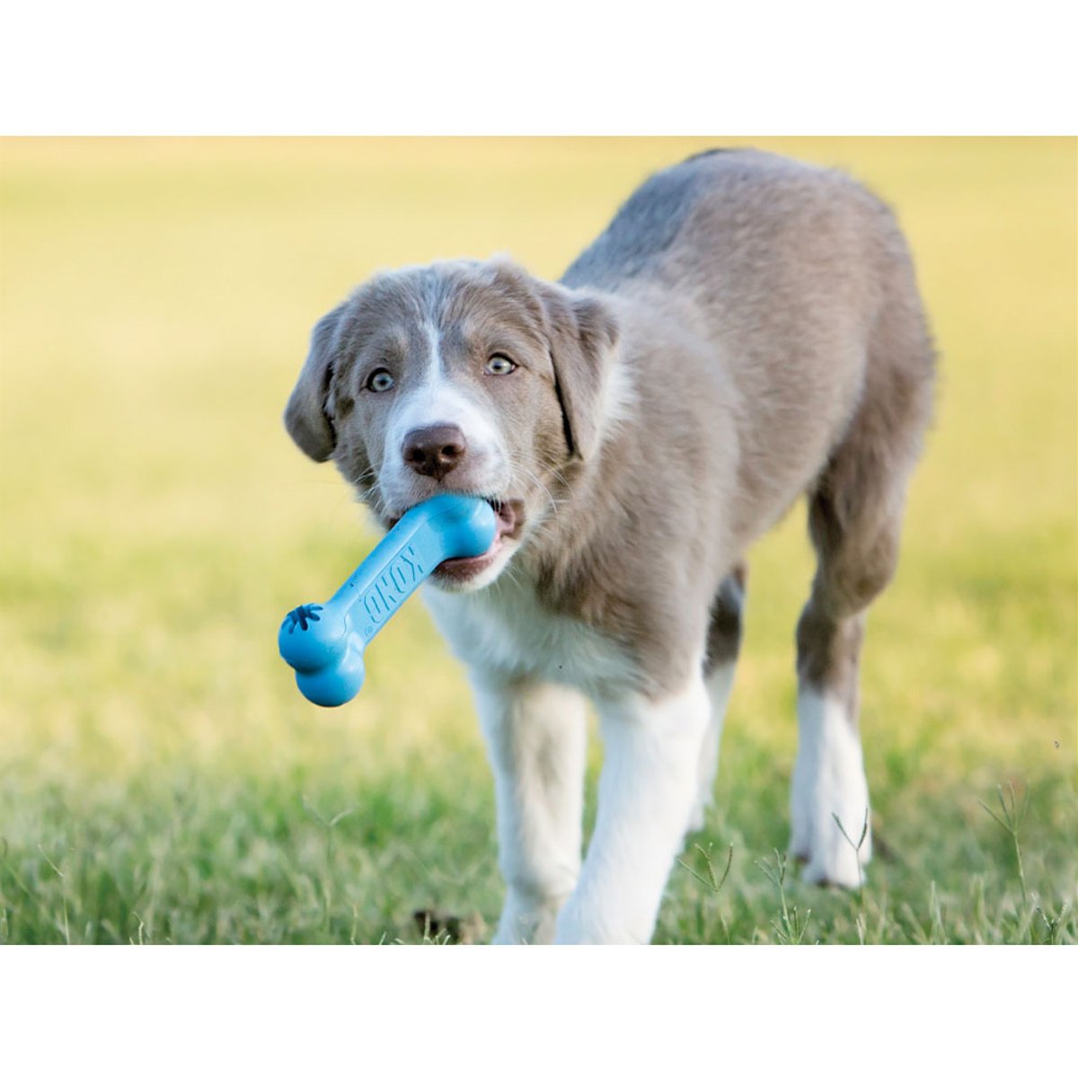 KONG igračka za pse Puppy Goodie Bone S