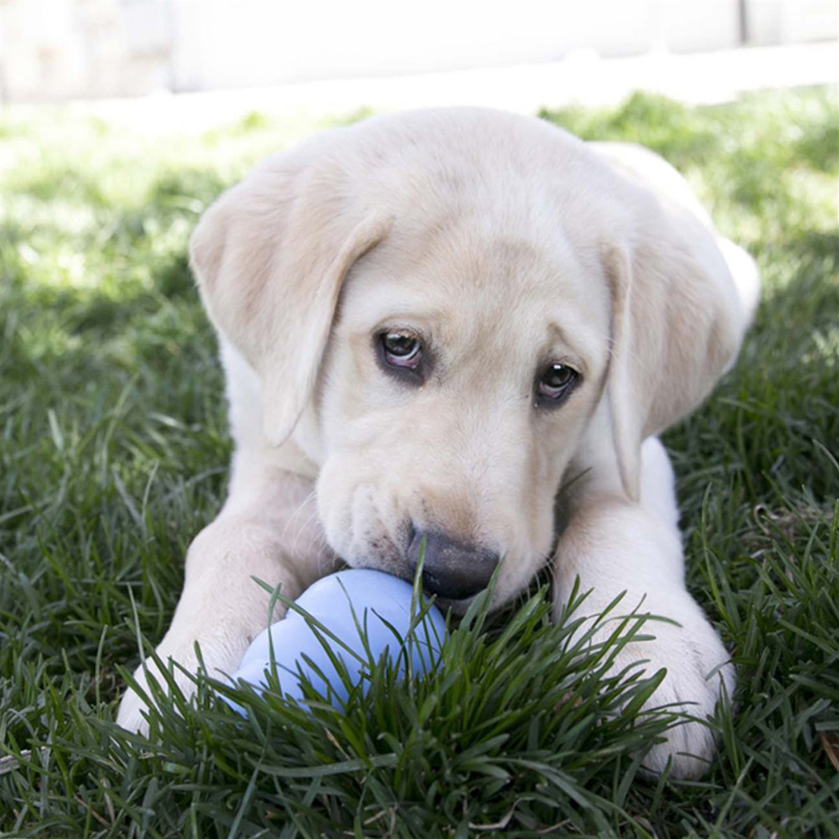 KONG igračka za pse Puppy Small
