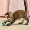 KONG CAT ACTIVE TENNIS BALL/BELLS