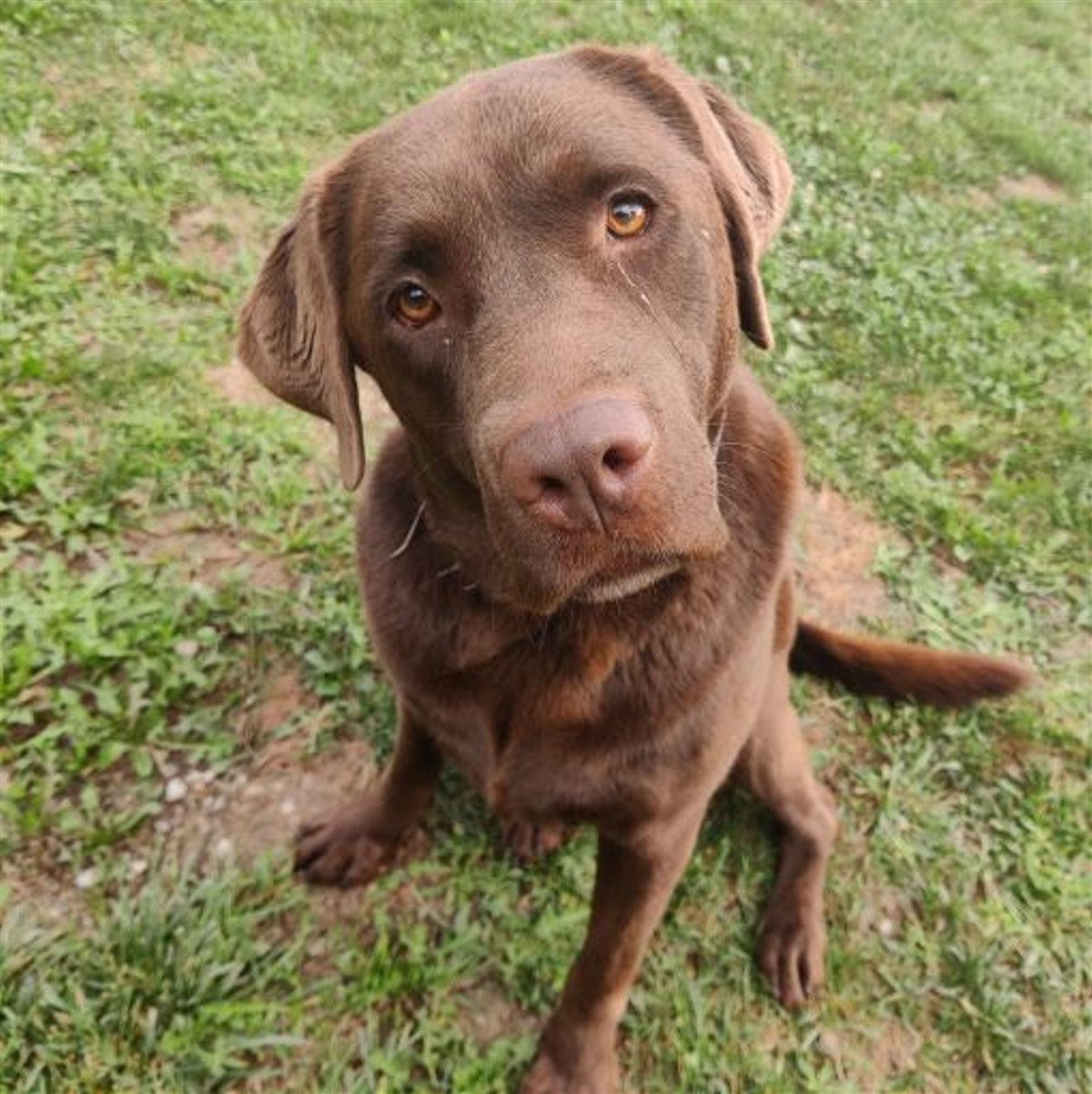 INDIVIDUALNI SAT SA TRENEROM PASA