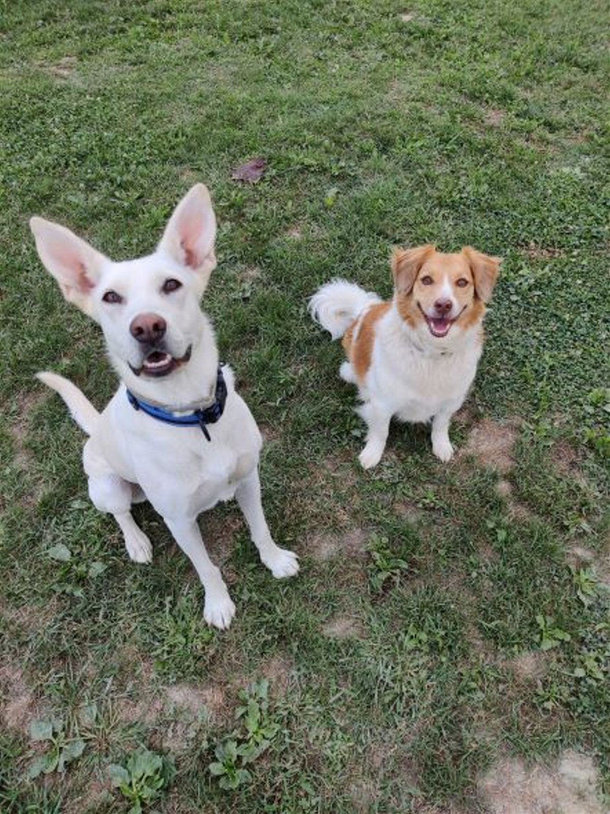 INDIVIDUALNI SAT SA TRENEROM PASA