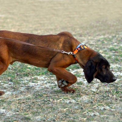 Kakav je pas na drugoj strani moga povodnika?