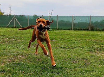 Zadovoljan pas je poslušan pas